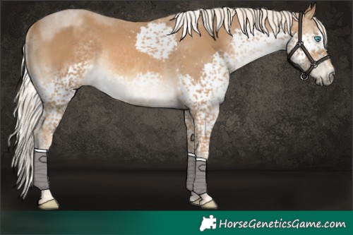 Horse Color:Chocolate Palomino Splash Tobiano Rabicano 