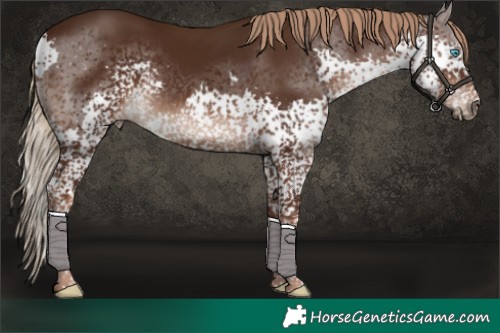 Horse Color:Liver Chestnut Splash Tobiano Rabicano