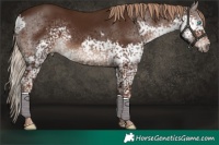 Horse Color:Liver Chestnut Splash Tobiano Rabicano
