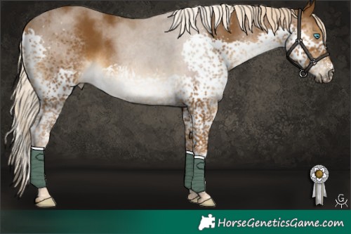 Horse Color:Chocolate Palomino Splash Tobiano Rabicano 