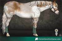 Horse Color:Chocolate Palomino Splash Tobiano Rabicano