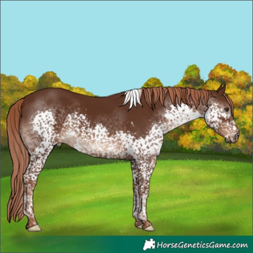 Horse Color:Liver Chestnut Splash Tobiano Rabicano 