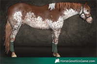 Horse Color:Liver Chestnut Splash Tobiano Rabicano