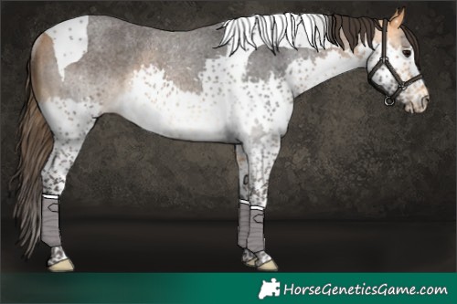 Horse Color:Buckskin Roan Splash Tobiano Rabicano 