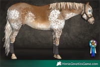Horse Color:Chocolate Palomino Splash Tobiano Rabicano 