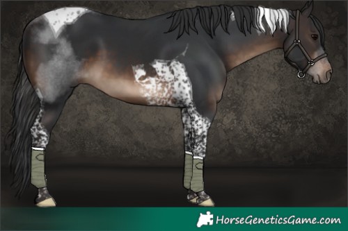 Horse Color:Brown Tobiano