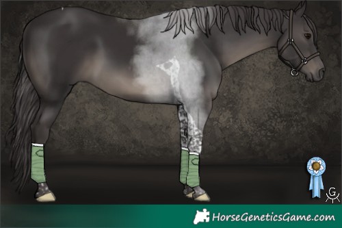 Horse Color:Smoky Black Tobiano