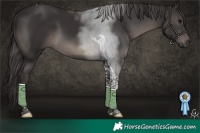 Horse Color:Smoky Black Tobiano 
