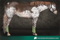 Horse Color:Liver Chestnut Splash Tobiano Rabicano 