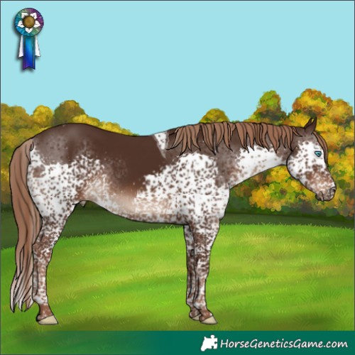 Horse Color:Liver Chestnut Splash Tobiano Rabicano