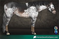 Horse Color:Brown Splash Tobiano Rabicano