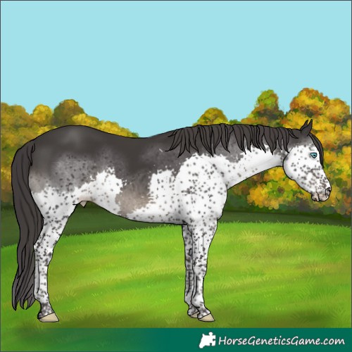 Horse Color:Smoky Black Splash Tobiano Rabicano