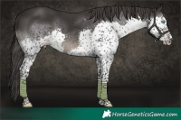 Horse Color:Smoky Black Splash Tobiano Rabicano