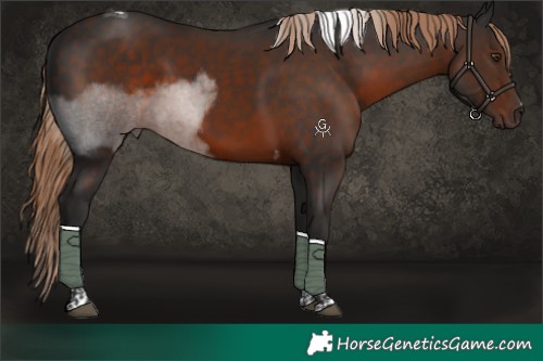 Horse Color:Liver Chestnut Tobiano
