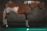 Horse Color:Liver Chestnut Tobiano