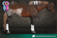 Horse Color:Liver Chestnut Tobiano