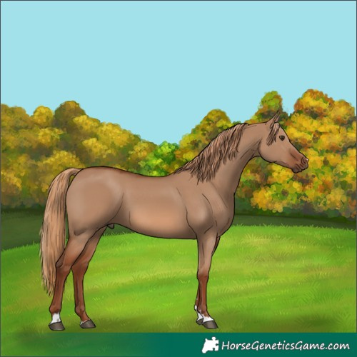 Horse Color:Red Dun