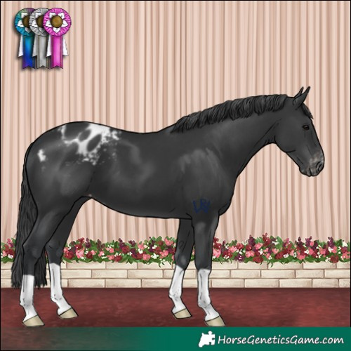 Horse Color:Black Appaloosa