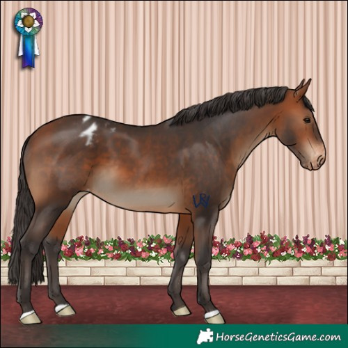 Horse Color:Bay Appaloosa