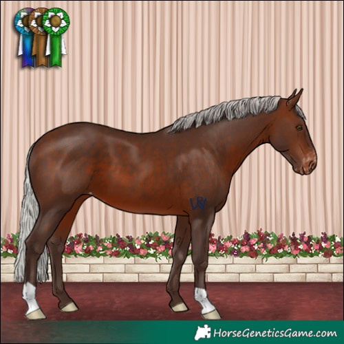Horse Color:Silver Brown Varnish