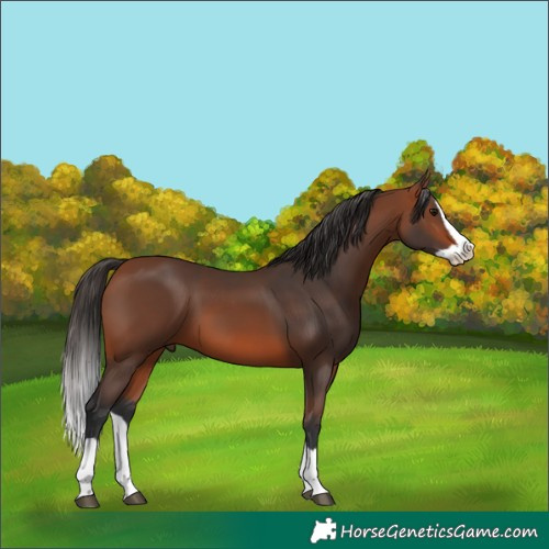 Horse Color:Bay Splash