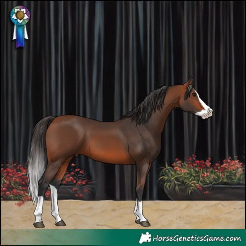Horse Color:Bay Splash