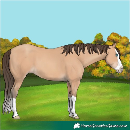 Horse Color:Amber Champagne Splash
