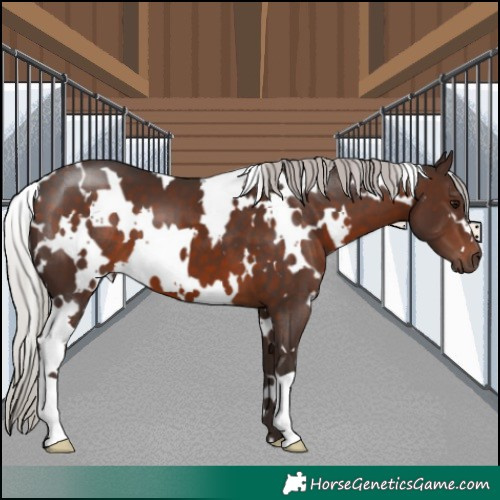 Horse Color:White Spotted Silver Brown 