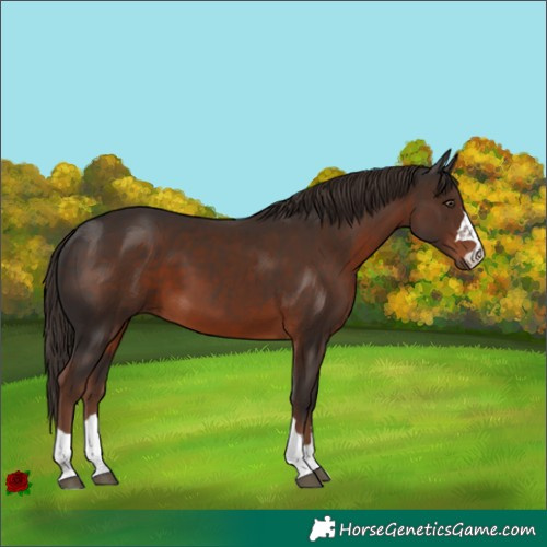 Horse Color:Liver Chestnut 