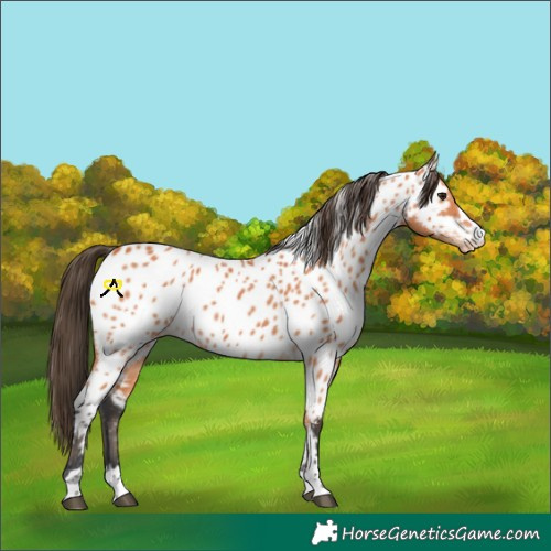 Horse Color:Bay Near Leopard