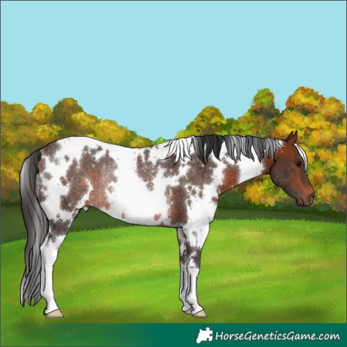Horse Color:White Spotted Bay Rabicano 