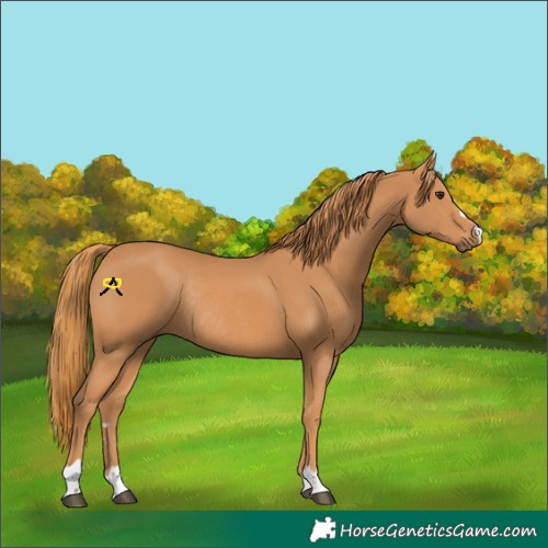 Horse Color:Chestnut Rabicano