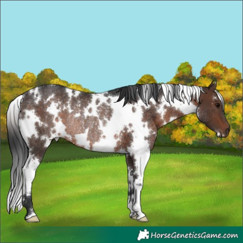 Horse Color:White Spotted Brown Rabicano