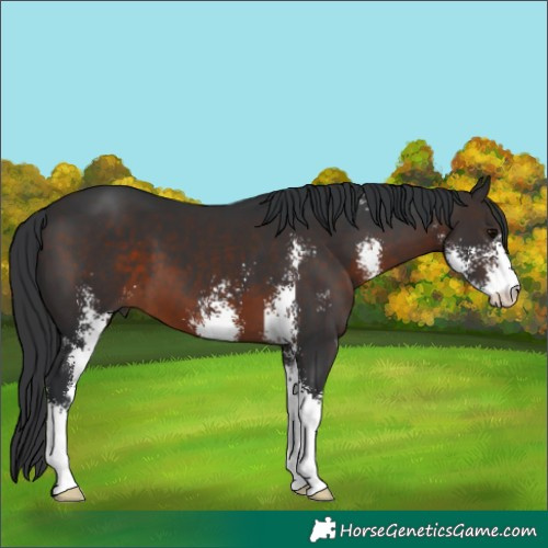 Horse Color:Brown Sabino 
