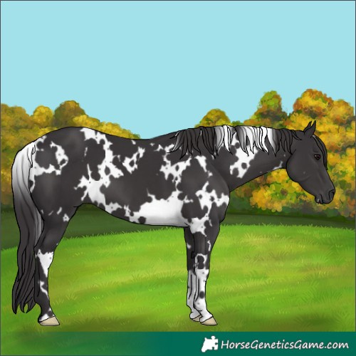 Horse Color:White Spotted Smoky Black