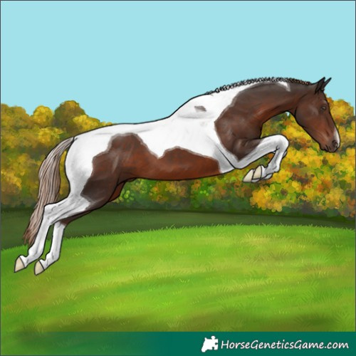 Horse Color:Liver Chestnut Tobiano