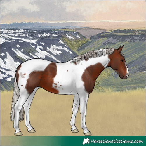 Horse Color:Silver Brown Tobiano 
