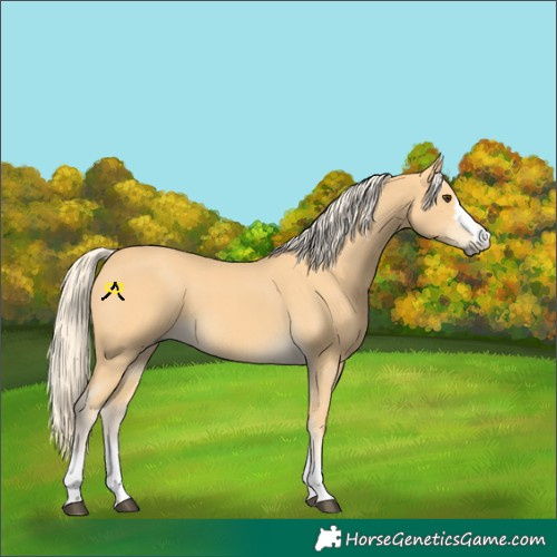 Horse Color:Palomino 