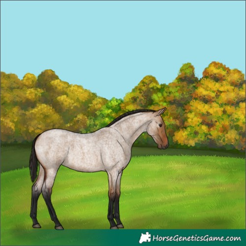 Horse Color:Gray Bay Roan Dun Rabicano