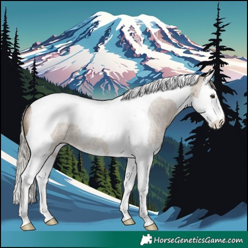 Horse Color:Silver Brown Roan Dun Splash Tobiano