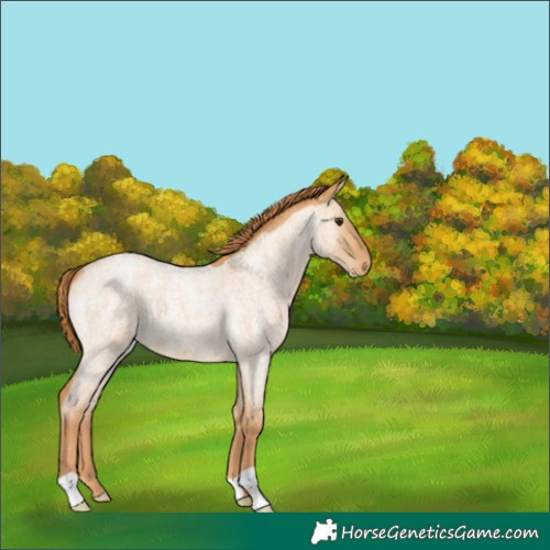 Horse Color:Red Dun Roan 