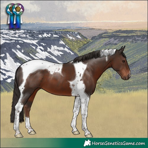 Horse Color:Liver Chestnut Tobiano