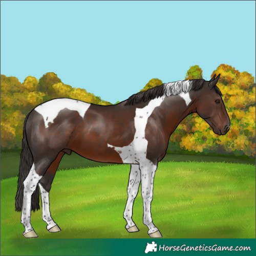 Horse Color:Liver Chestnut Tobiano