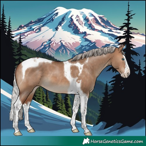 Horse Color:Silver Brown Dun Splash Tobiano