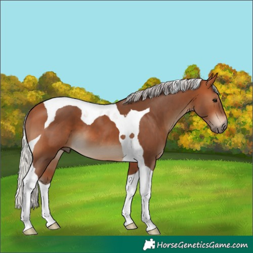 Horse Color:Silver Bay Tobiano 