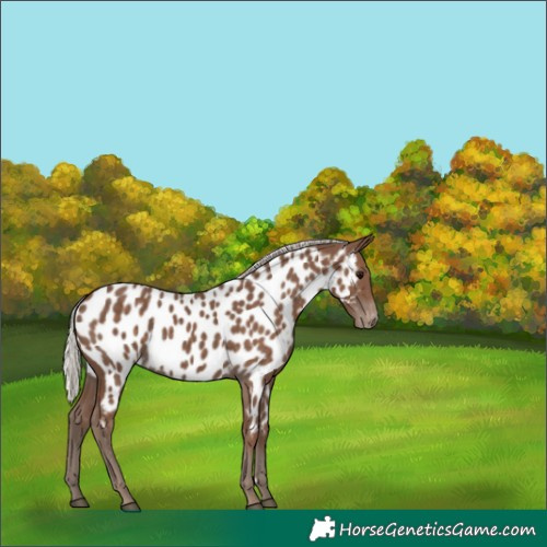 Horse Color:Silver Black Appaloosa