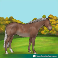 Horse Color:Silver Black