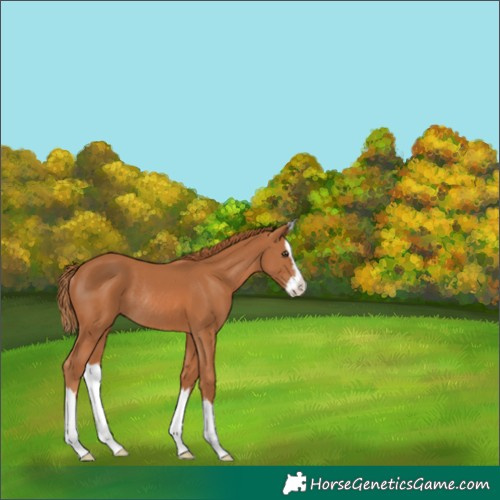 Horse Color:Chestnut Splash Rabicano 