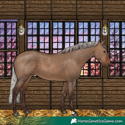 Horse Color:Silver Brown Dun 