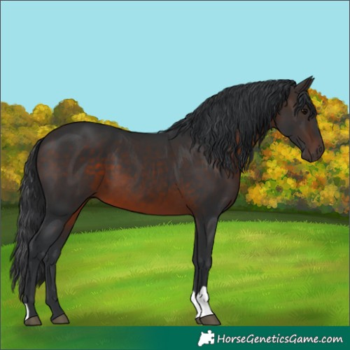 Horse Color:Unknown 